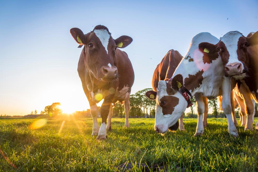 Vaches laitières